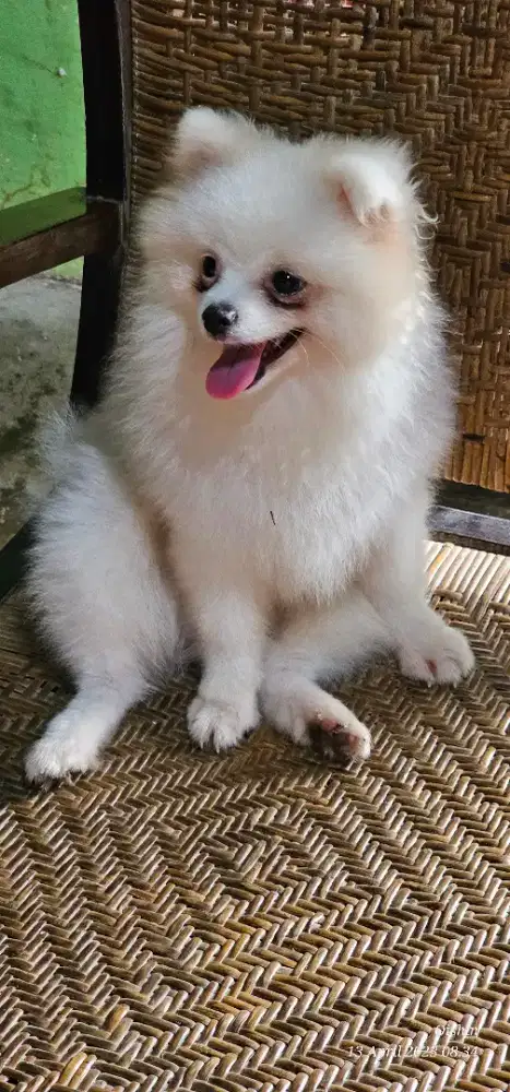 Anjing minipom jantan