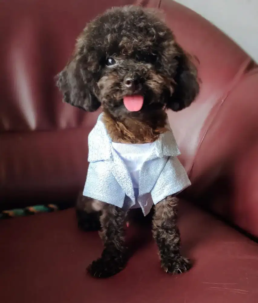 Teacup POODLE jantan