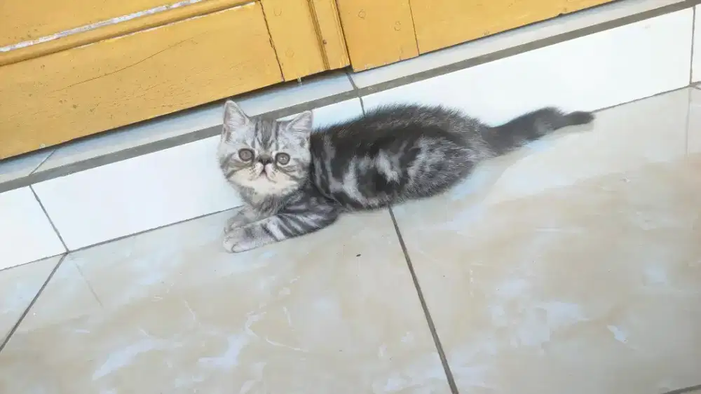 Kucing munchkin Ns( tdk cebol)