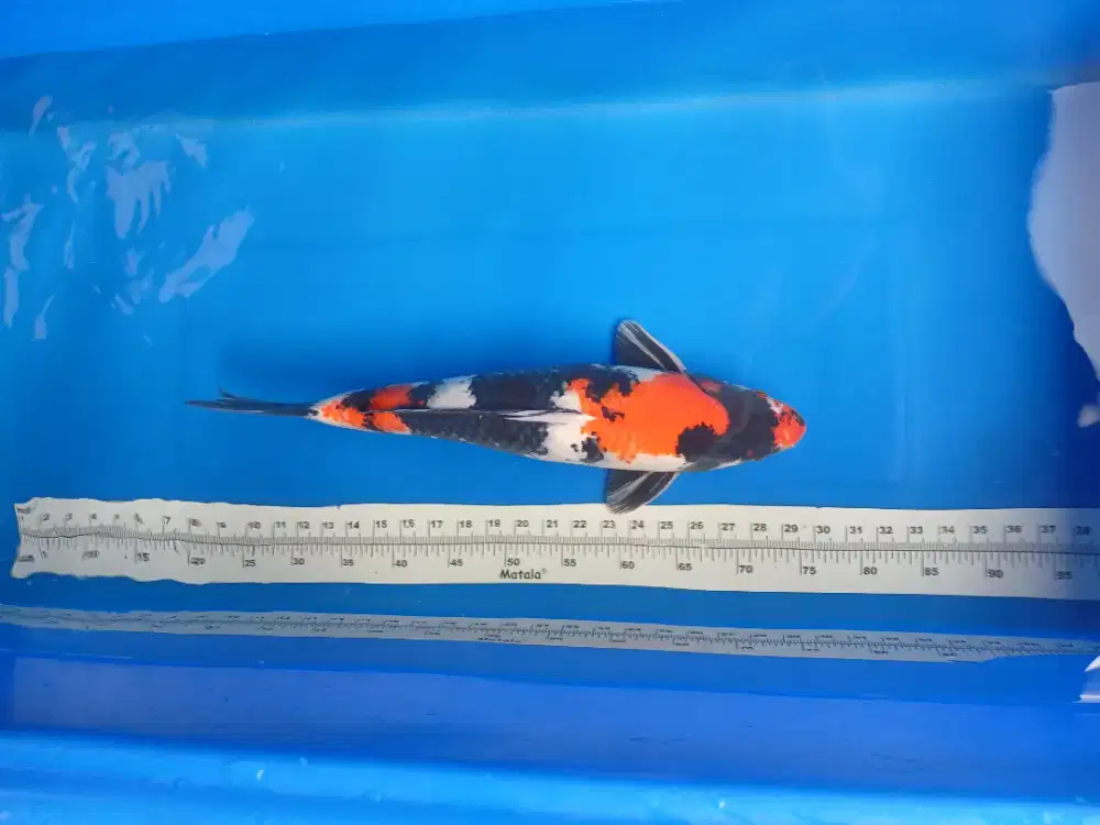 Ikan koi showa mantap. Size 50cm male