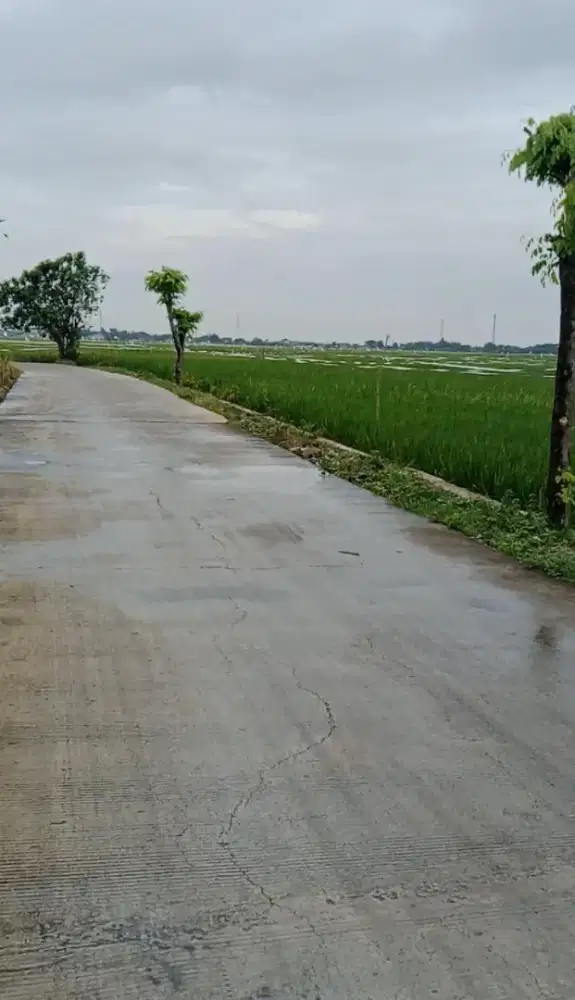 Di Jual sawah di Cikarang atas nama Sendiri, Lokasi sangat Strategis