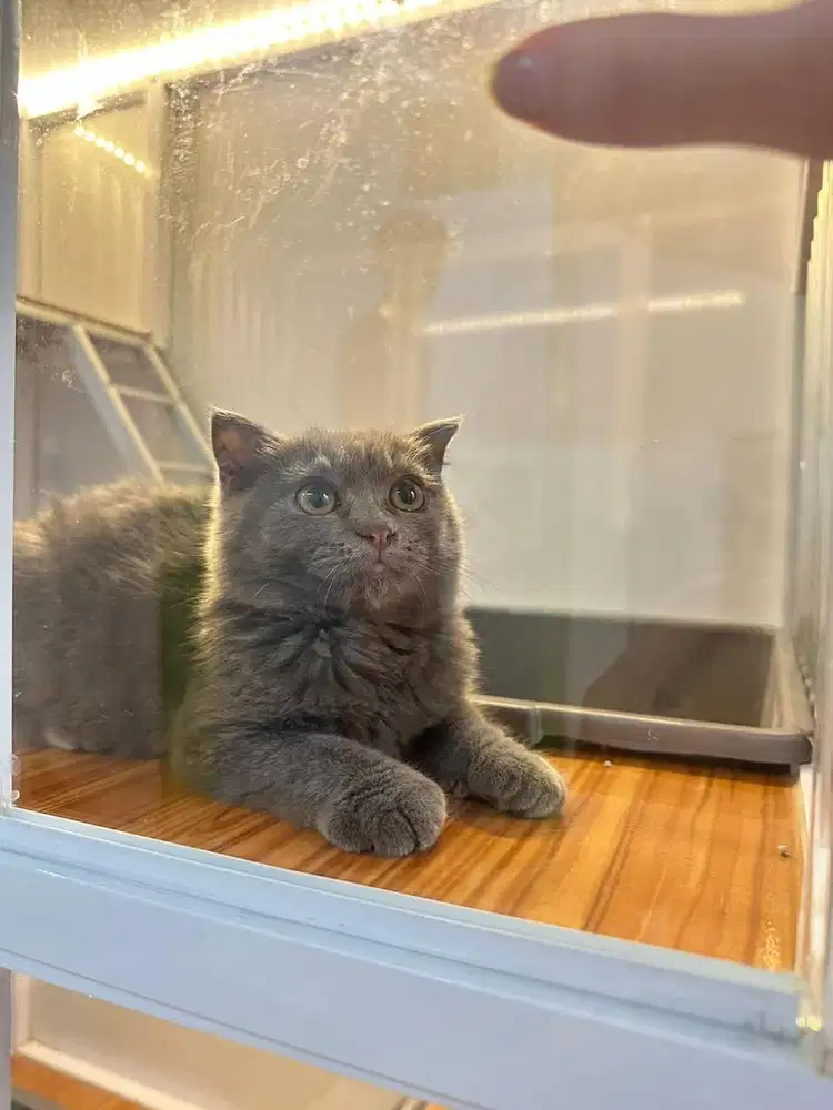 Open Adopt BSH x SCOTISH FOLD