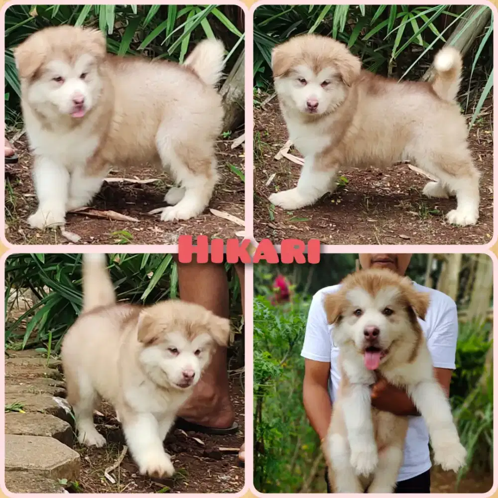 Alaskan malamute female