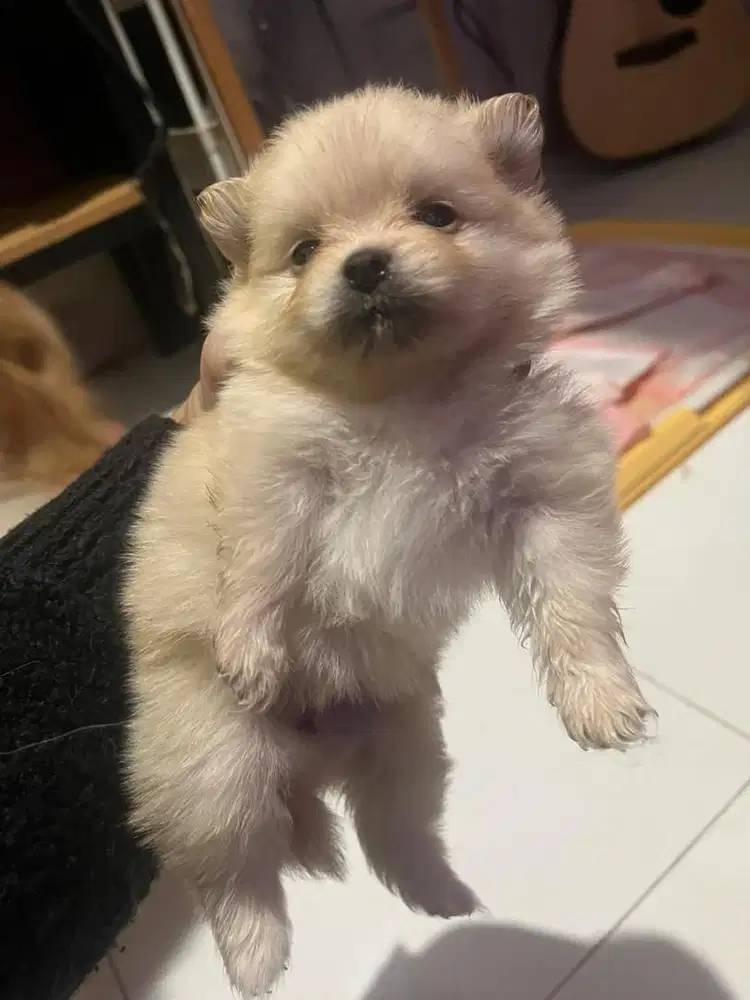 Puppy minipom new born | anak anjing minipom