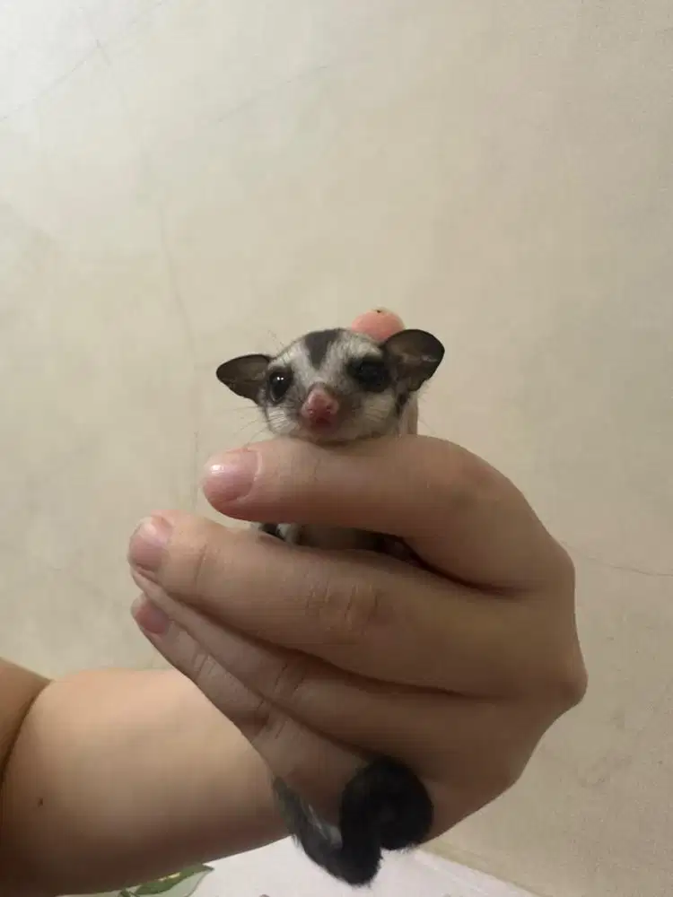 Sugar Glider classic grey jinak sehat ready 4 ekor