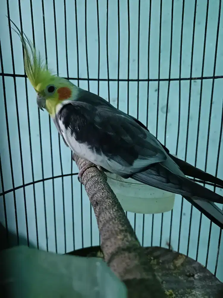 Burung falk jantan rajin nyanyi