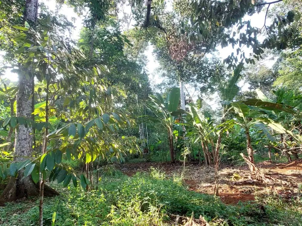 Kebun Durian Produktif Daerah Gunungpati Strategis Investasi