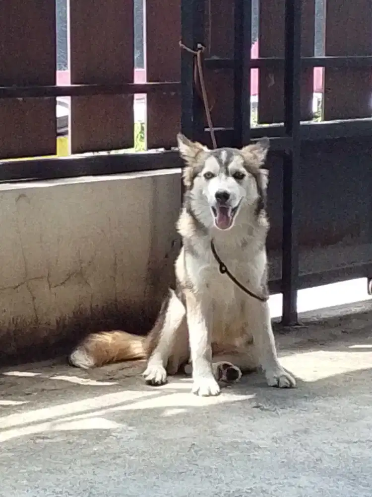 puppies husky betina