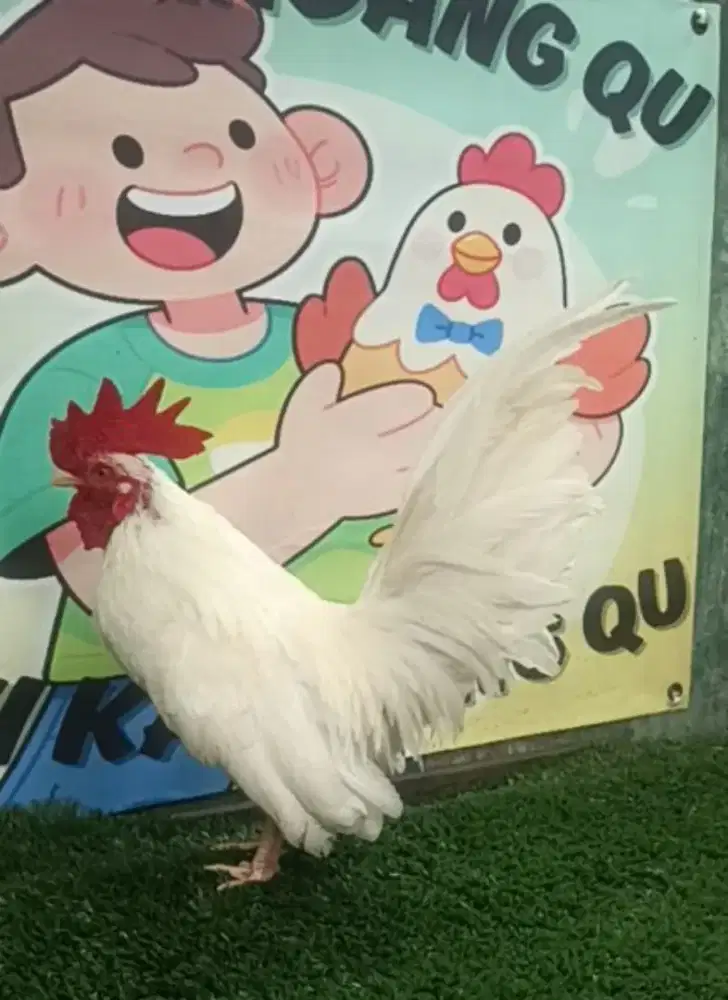 Ayam Kate jantan putih dewasa