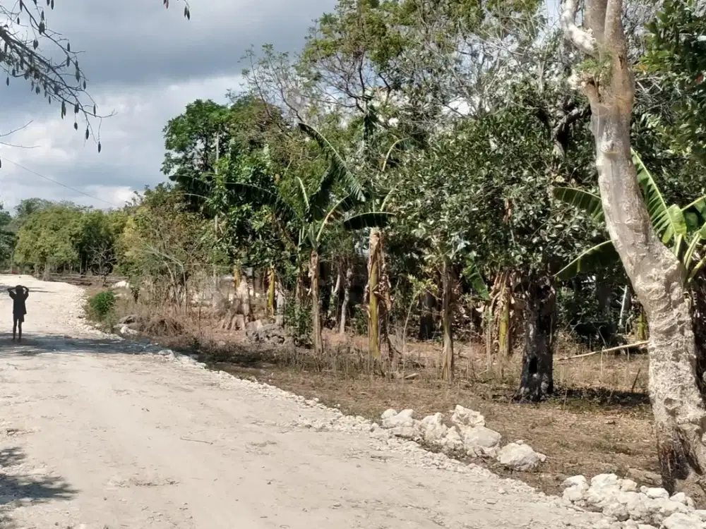 Dijual murah tanah pekarangan area Kota Tambolaka Sumba Barat Daya