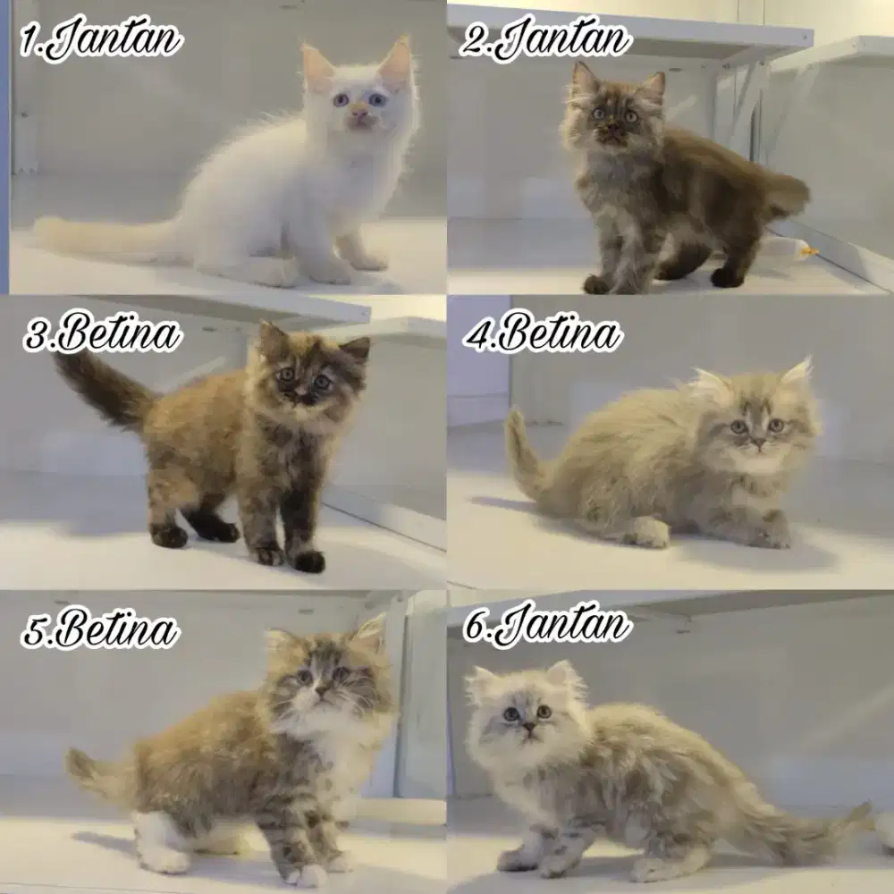Kucing gemes harga terjangkau