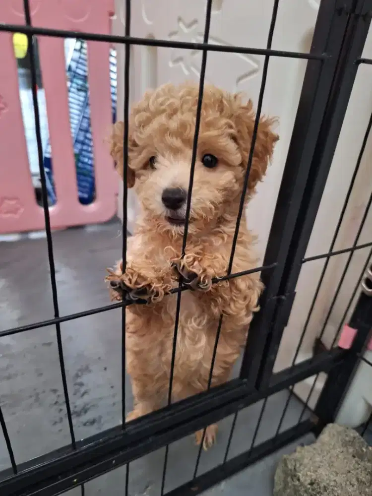 Poodle mix bichon frise