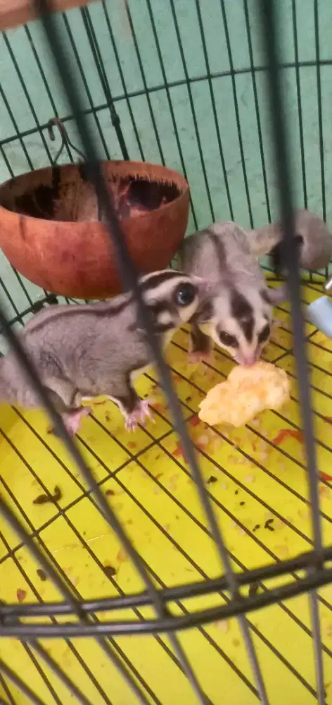 Sugar glider usia 5 bulan