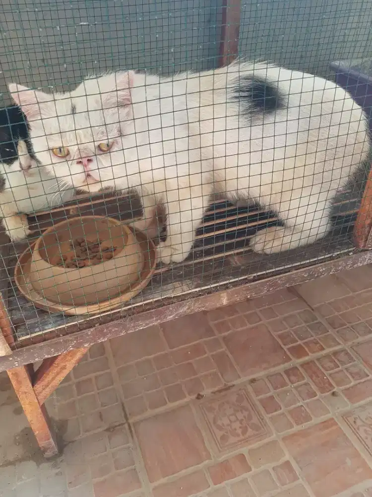 LA peaknose jantan siap kawin