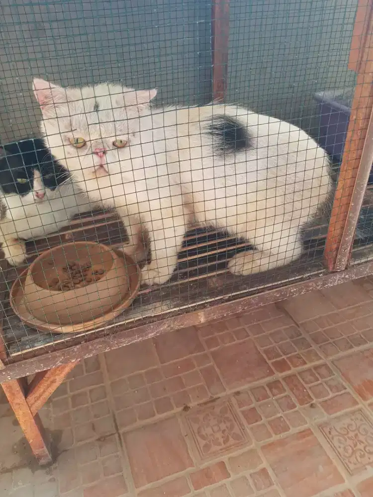 Jasa pacak kucing exo peaknose jantan
