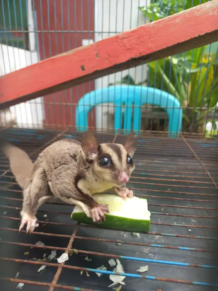 Sugar glider classic grey
