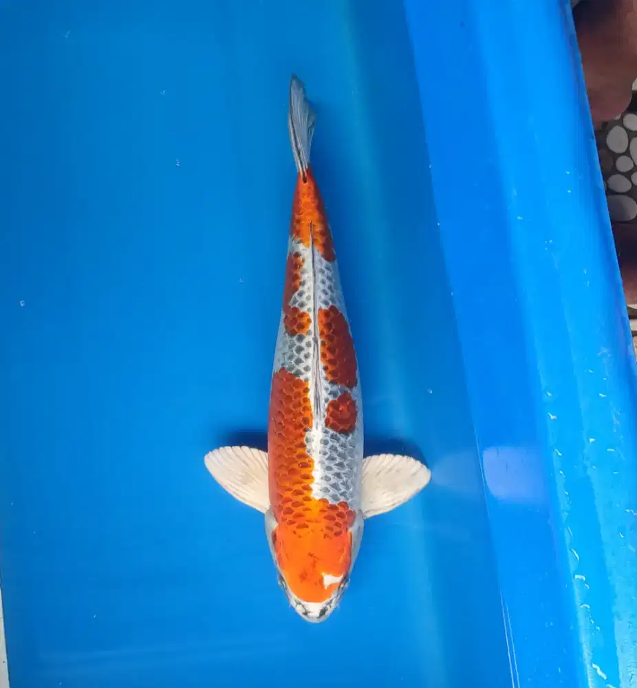 Kujaku 50cm male