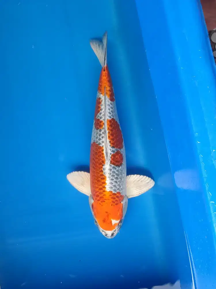 Kujaku 50cm male