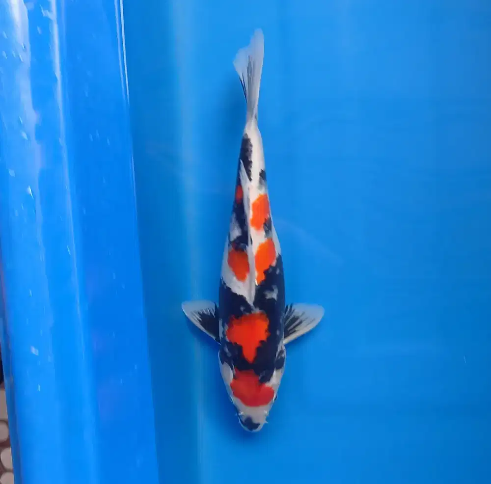 Showa 38cm merah menyala
