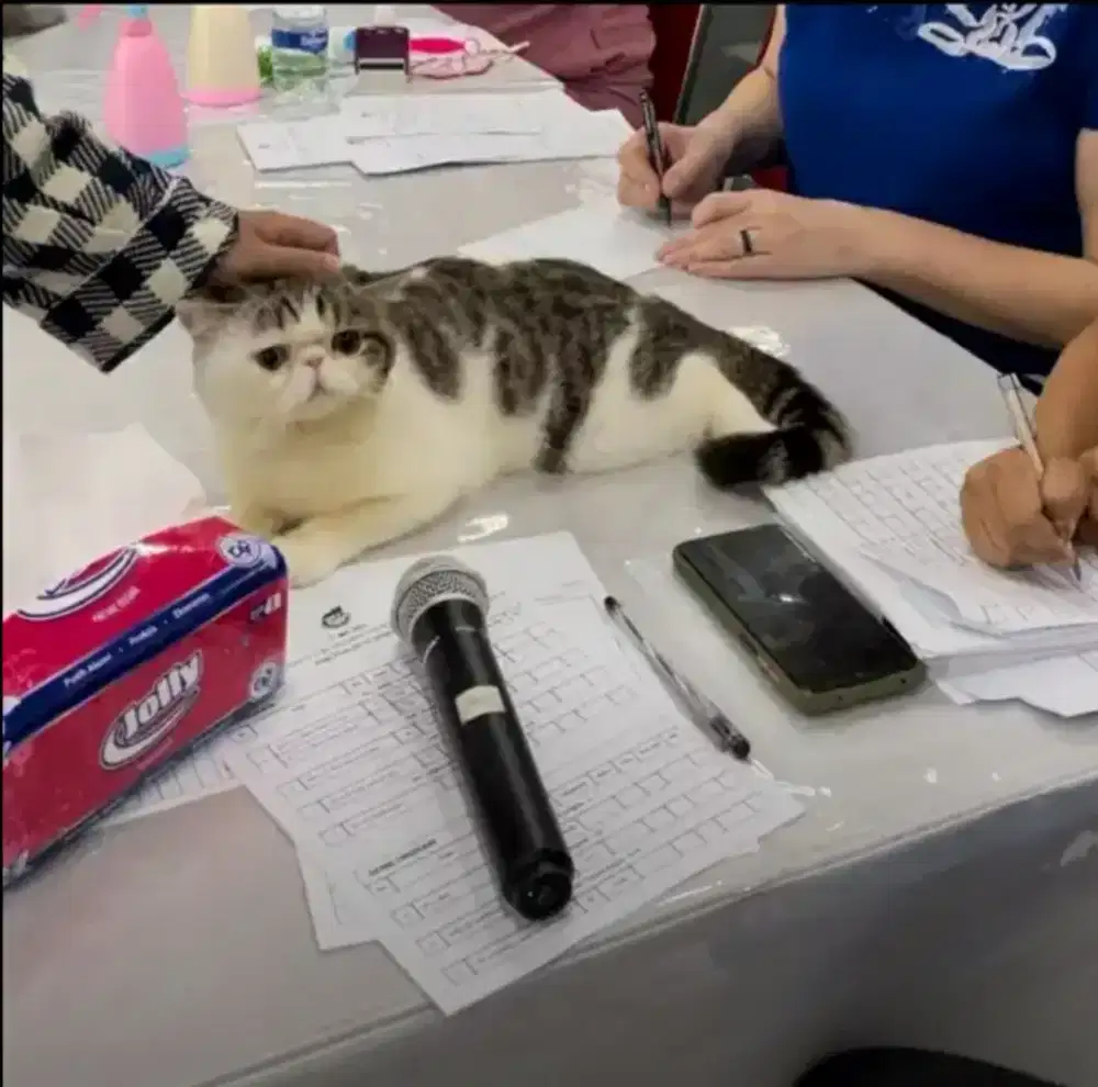 Jasa pacak kucing peaknose exotic shorthair
