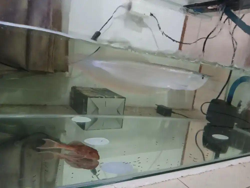 Ikan arwana silver