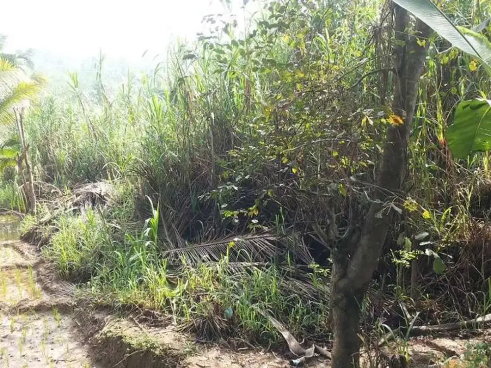 Tanah pinggir Jalan raya Jonggol Cianjur
