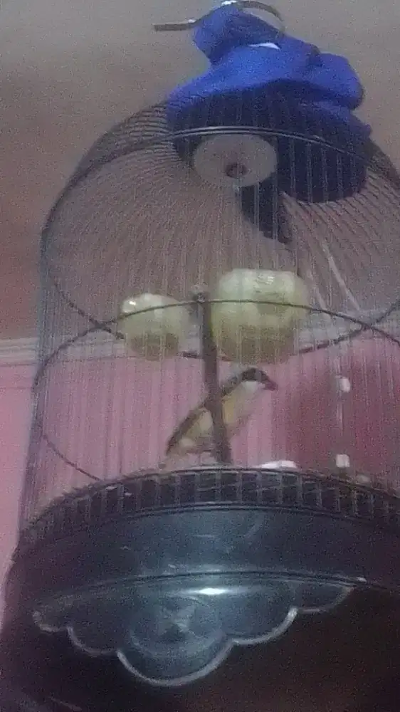 Burung pentet jatim rawatan udh ngeriwik tukar  murai beti