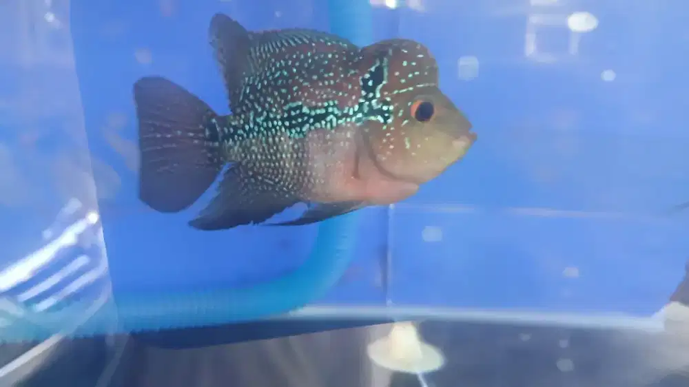 Ikan louhan srd