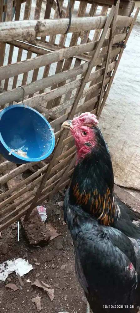 Ayam bangkok bulbi
