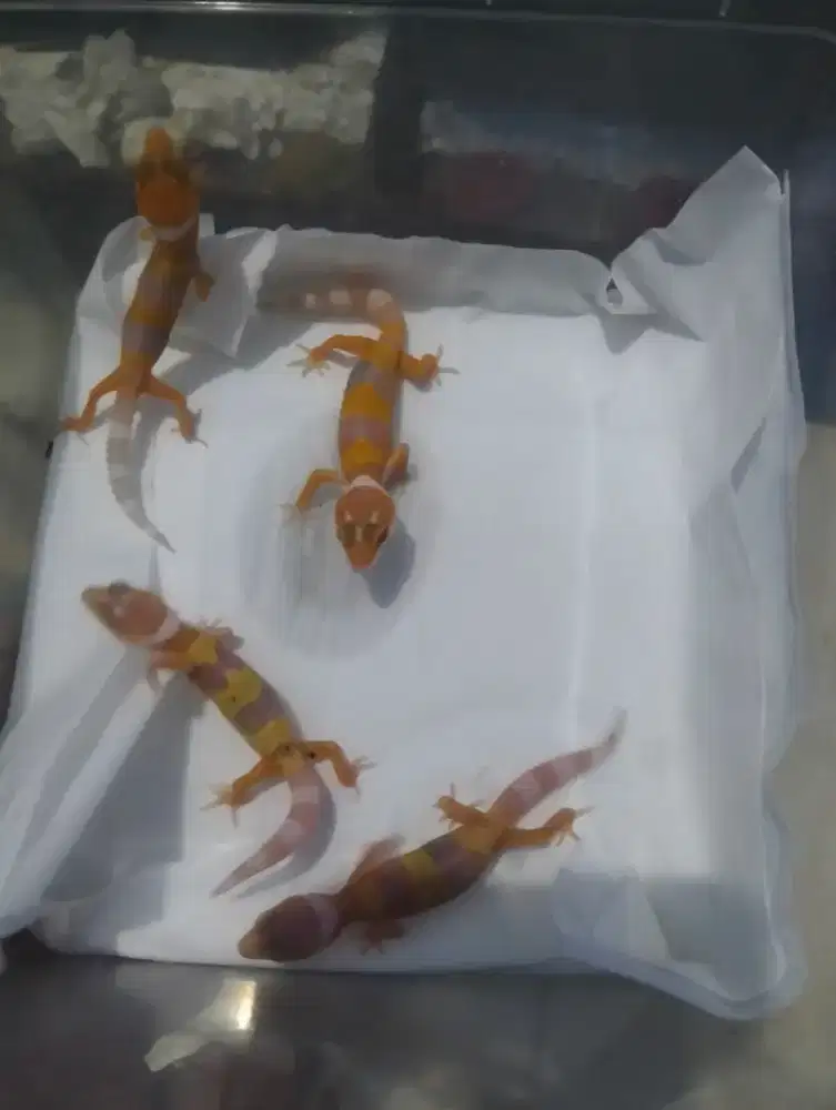 Baby gecko sunglow