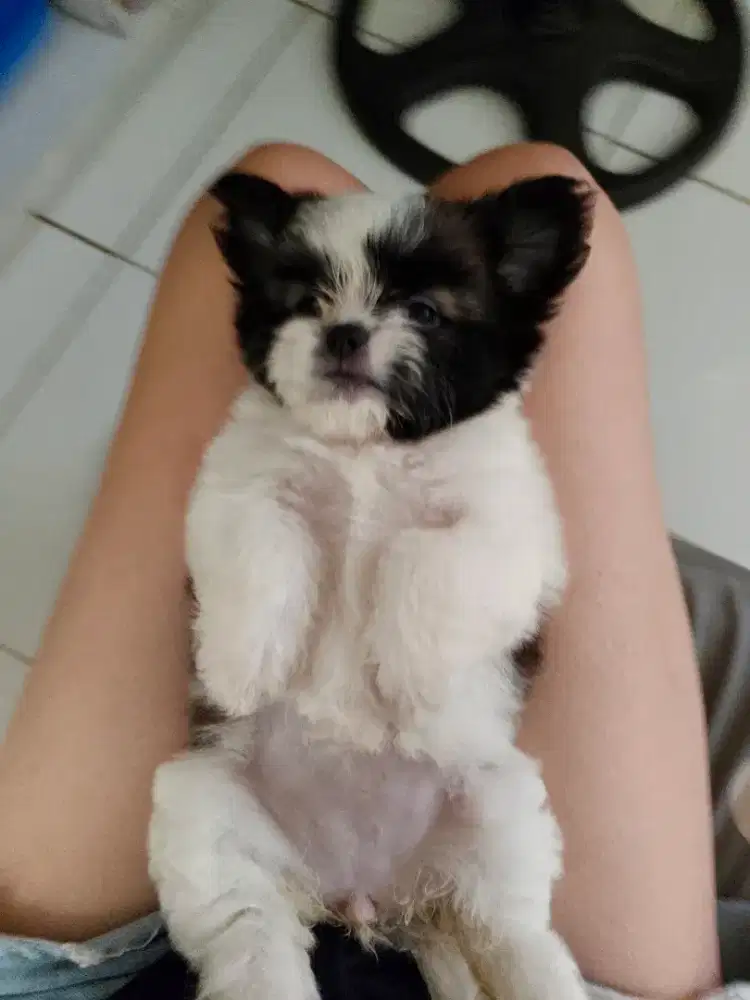 Anak shithzu betina 1 bulan lebih