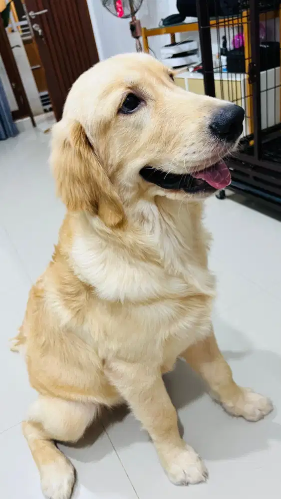 Golden Retriever: Male, 5 Months