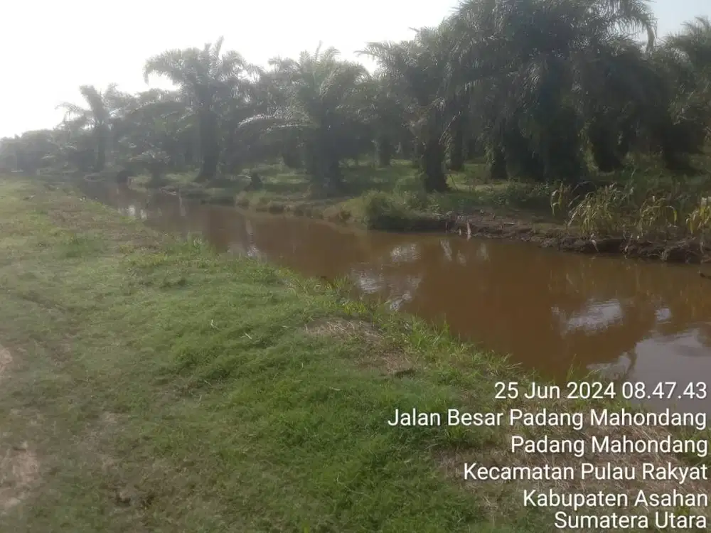 DIJUAL: Kebun Sawit 200 Ha — Padang Mahondang (Medan) — Akses Truk