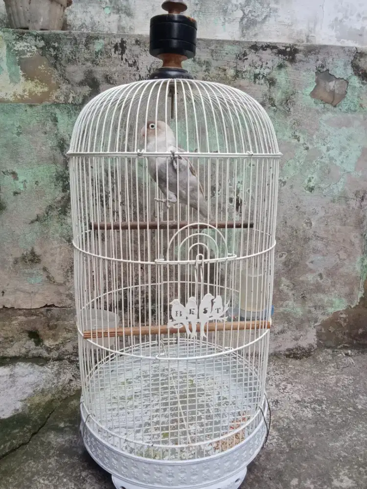 Kandang burung lovebird