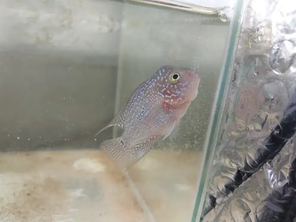 Ikan louhan jenis srd/srm
