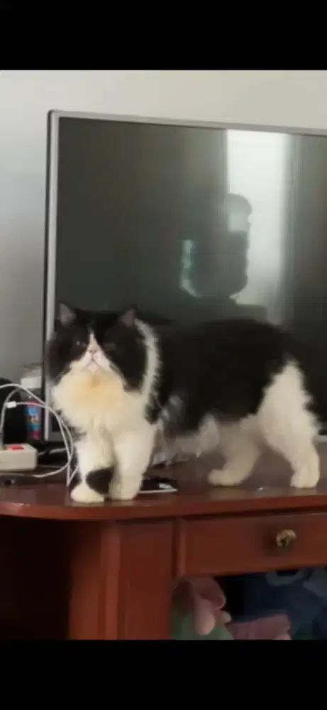 Peaknose jantan nonped