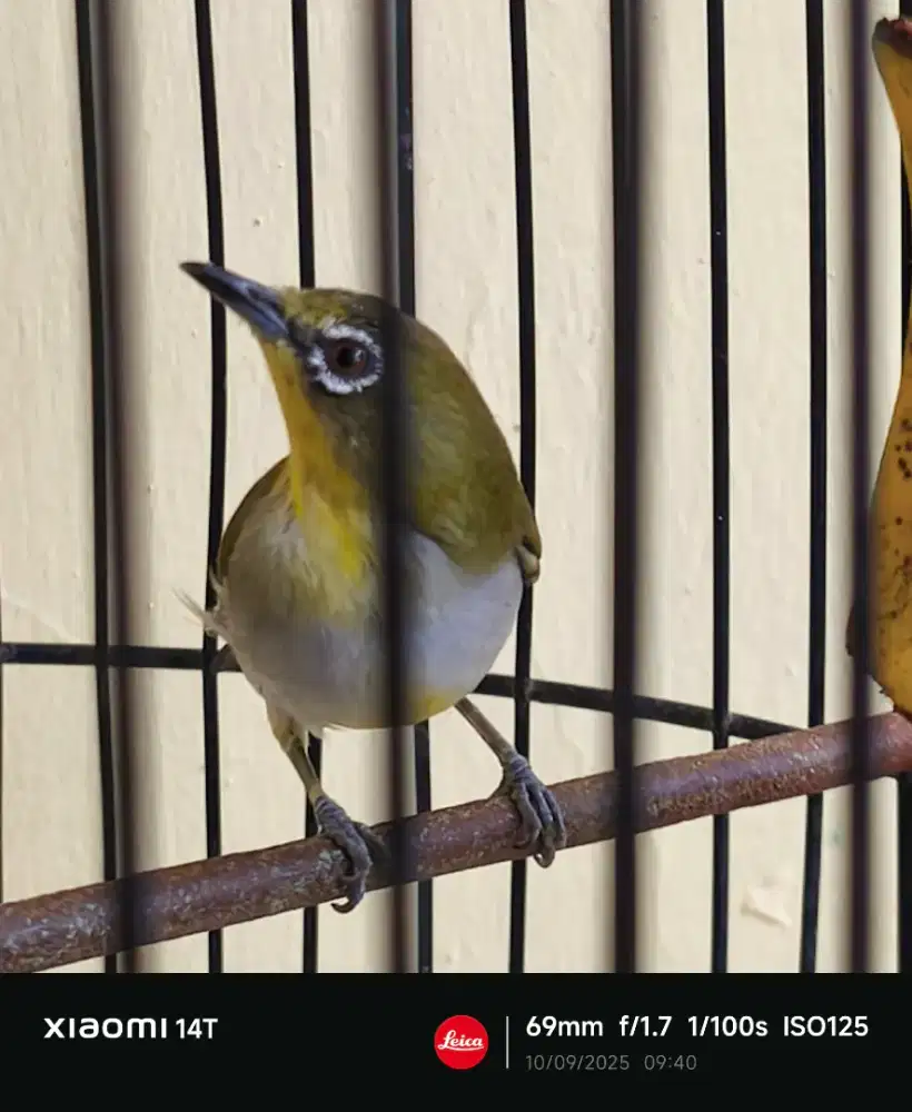 Burung Kacamata Buxtoni Jabar