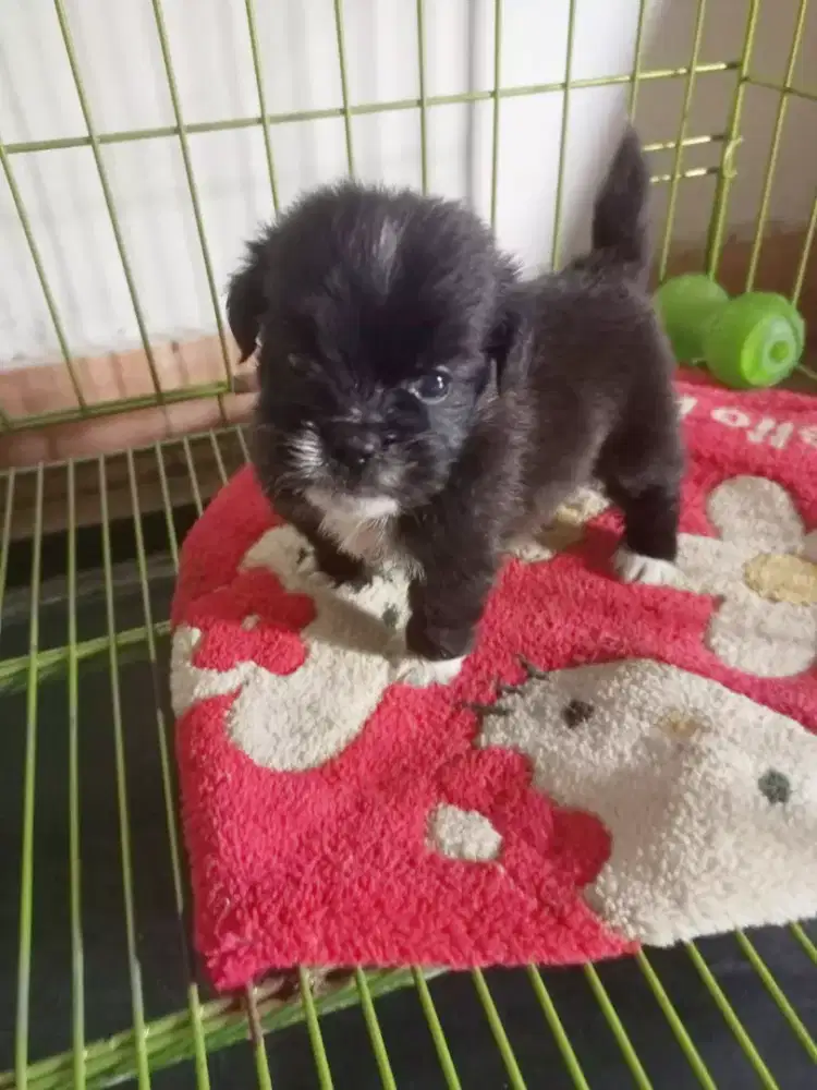 DIJUAL SHIHTZU MIX POM