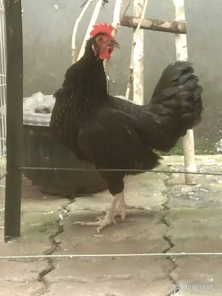 Ayam ketawa betina