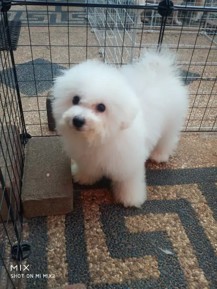 Jual Anakan Bichon frise
