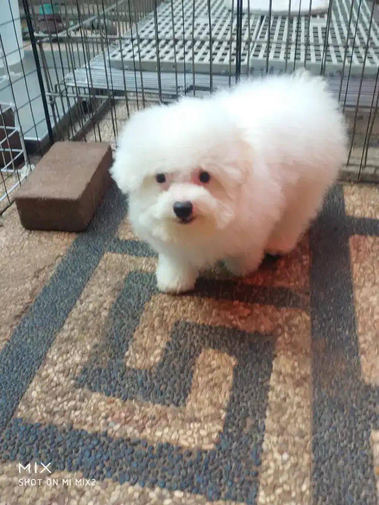 Male Party Poodle