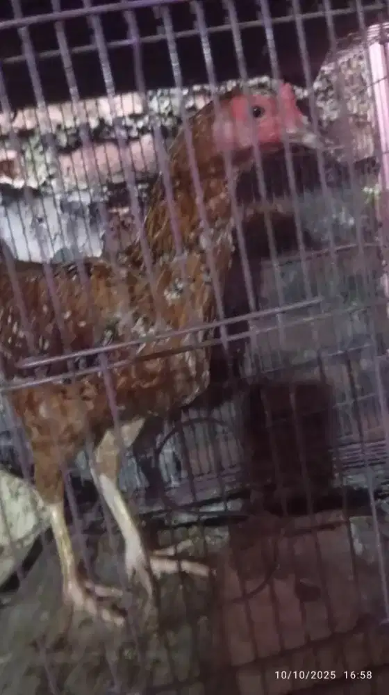 Ayam kampung  sudah bertelur yg paham