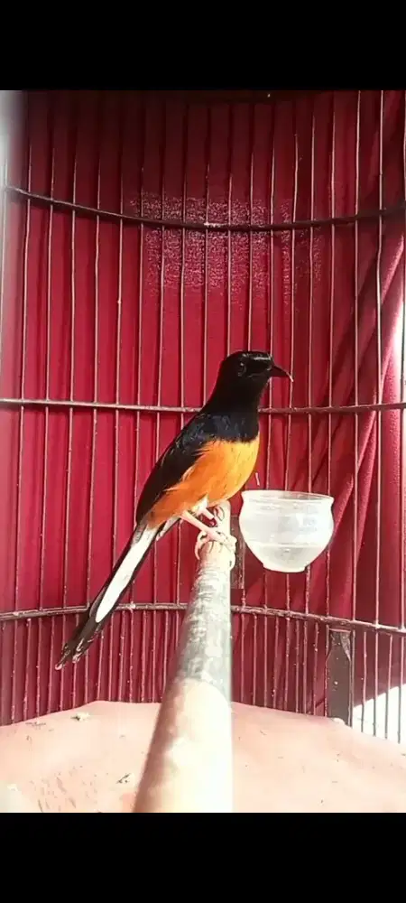 Burung murai pastol