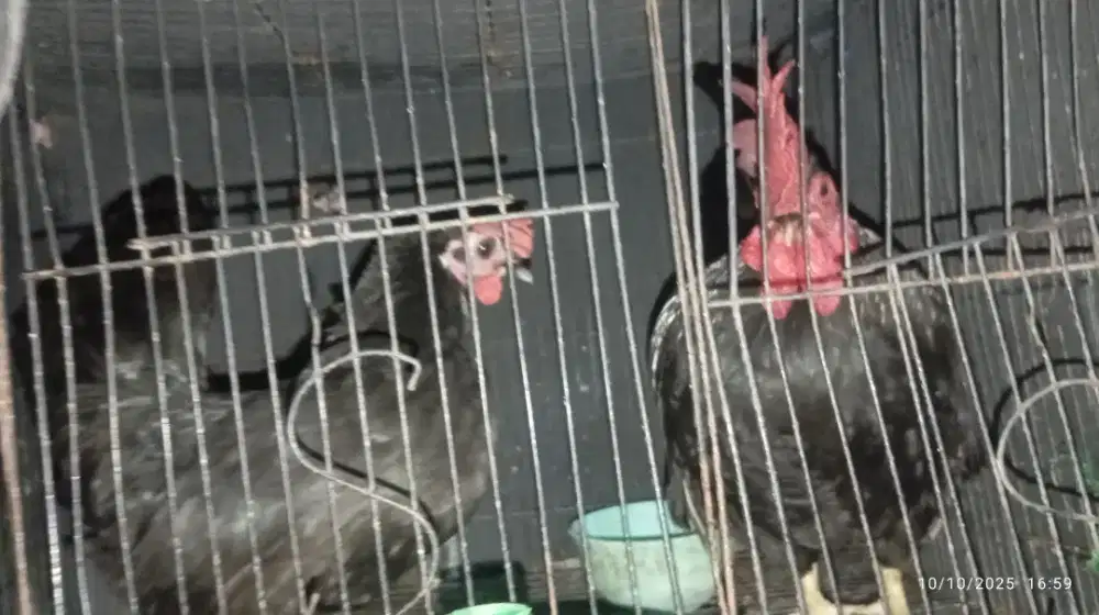 Ayam Kate sepasang betina& jantan