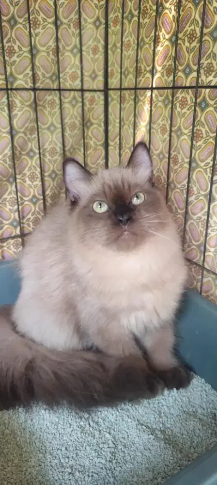Anak kucing anggora/kitten himalaya jantan/kucing himalaya  jantan