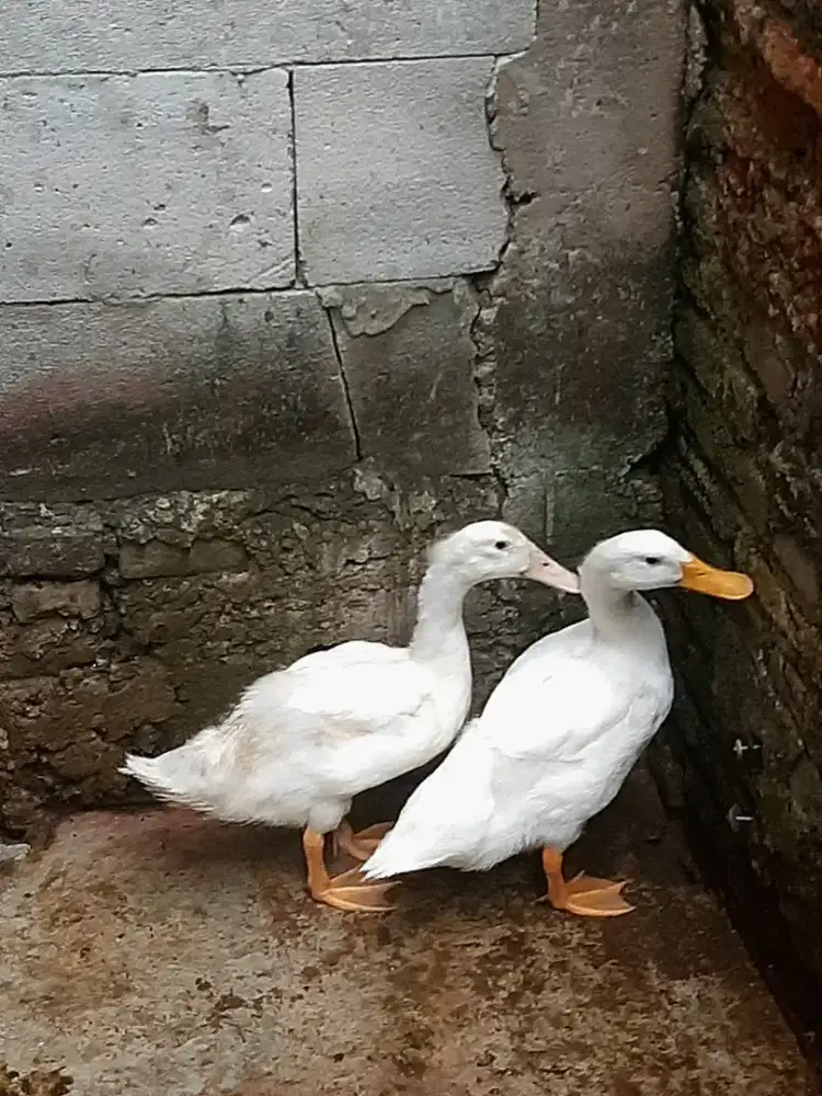 Bebek Peking 2 Ekor