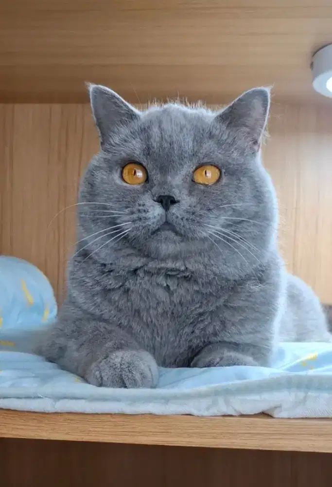 KUCING BRITISH SHORTHAIR