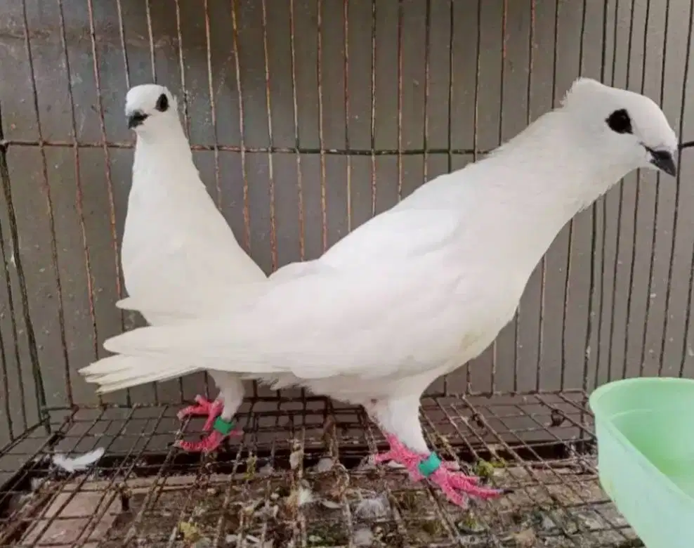 Merpati Endemik Jabun