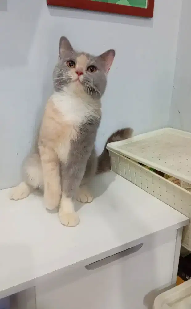 BRITISH SHORTHAIR/BSH