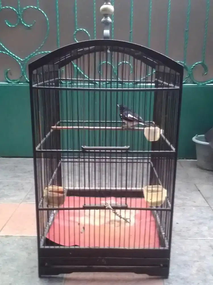 Kacer Jawa Barat